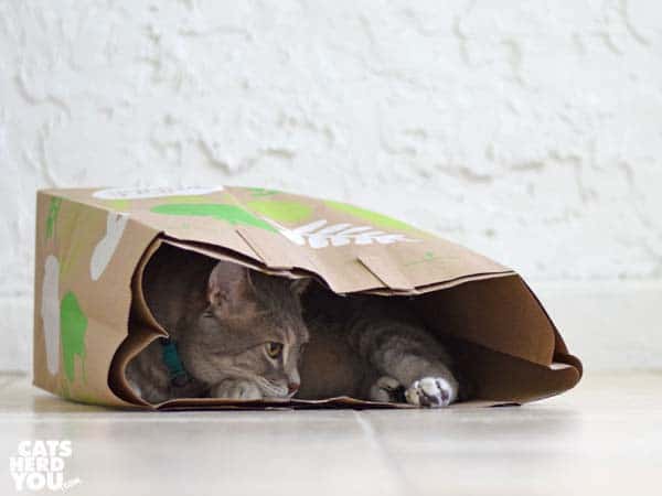 gray tabby cat in paper bag
