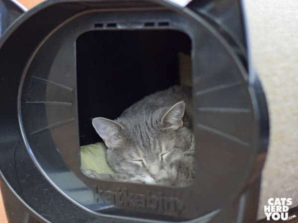 gray tabby cat naps