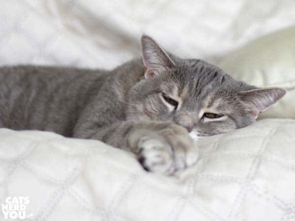 gray tabby cat snoozes on sofa
