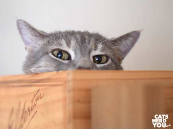 gray tabby cat peers over edge of wine crate