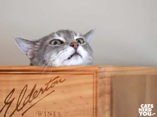gray tabby cat looks over edge of wine crate