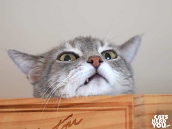 gray tabby cat flashes fang over edge of wine crate