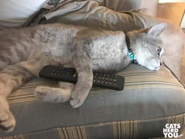 gray tabby cat with remote control