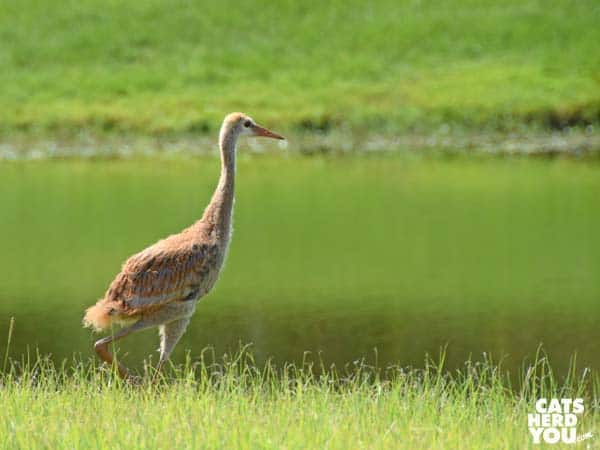 baby sandhill crane