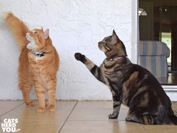 One-eyed brown tabby cat waves for treats