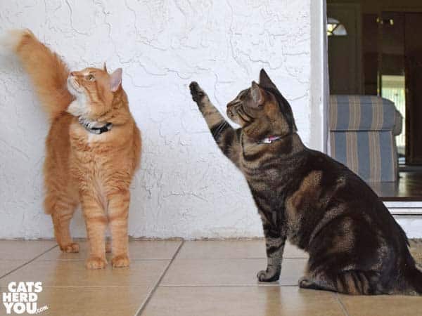 One-eyed brown tabby cat waves for treats