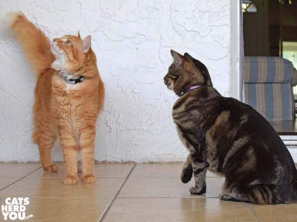 one-eyed brown tabby cat looks at orange tabby cat