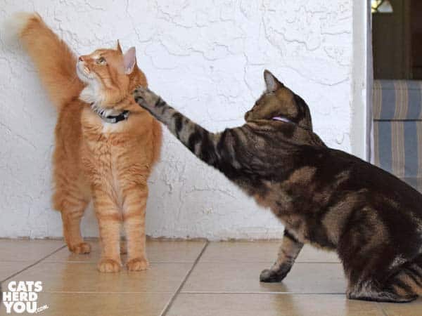 one-eyed brown tabby cat smacks orange tabby cat