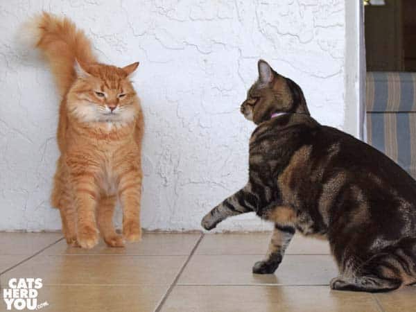 Orange tabby cat reacts to being smacked by one-eyed brown tabby cat 