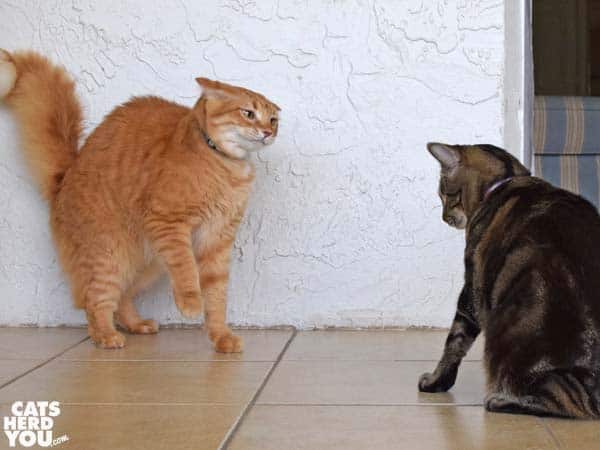 orange tabby cat looks angry at one-eyed tabby cat
