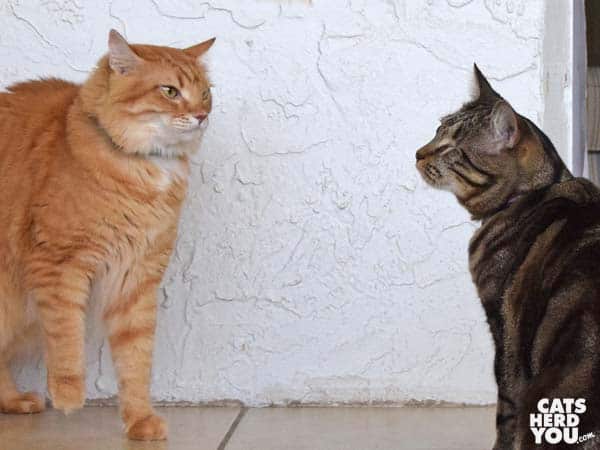 Orange tabby cat looks on at One-eyed brown tabby cat 