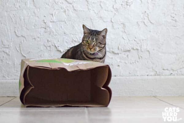 one-eyed brown tabby cat behind brown paper bag