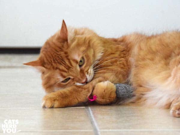 orange tabby cat plays with stuffed mouse