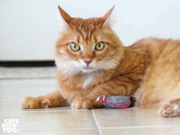 Orange tabby cat notices onlookers see him play with stuffed mouse