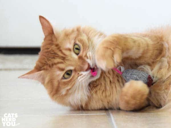 orange tabby cat plays with stuffed mouse