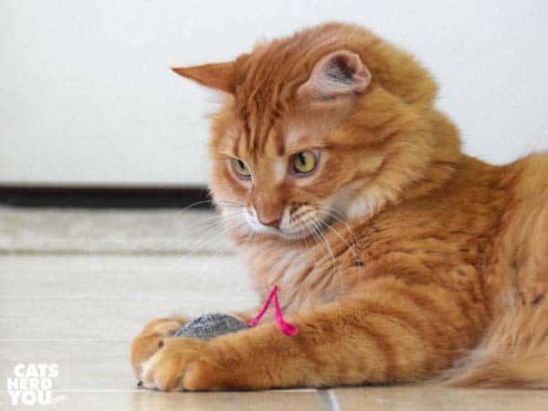 orange tabby cat plays with stuffed mouse