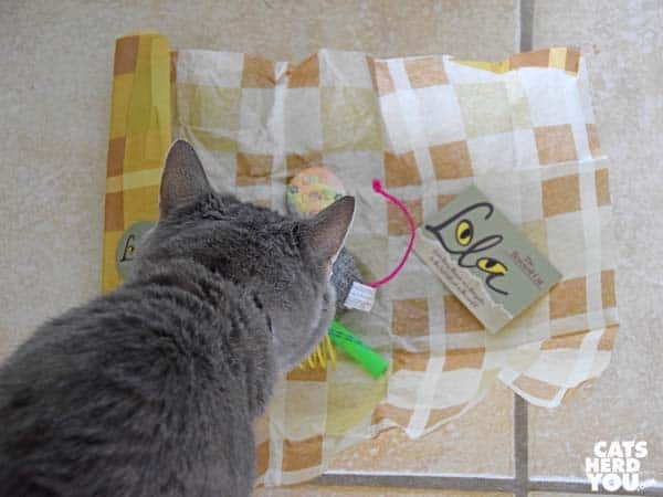 gray tabby cat looks at gifts from Lola the Rescued Cat