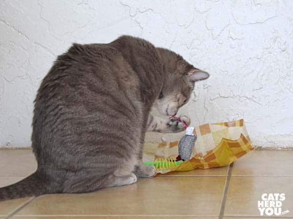 gray tabby cat plays with toys and tissue paper