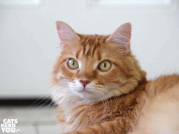 orange tabby cat