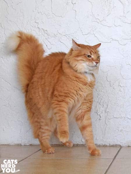 Orange tabby cat looks offended