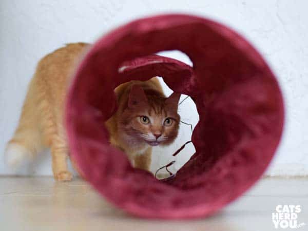 orange tabby cat looks through tunnel