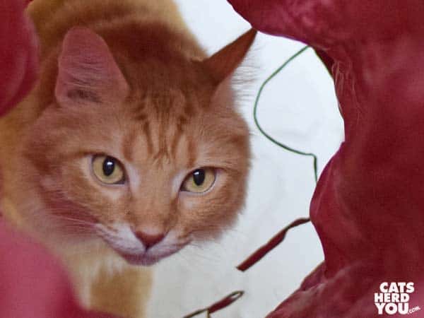 orange tabby cat looks into tunnel
