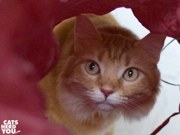 orange tabby cat looks up throughtunnel