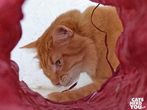orange tabby cat plays with strings outside tunnel