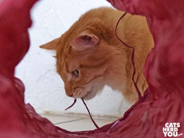 orange tabby cat plays with tunnel strings