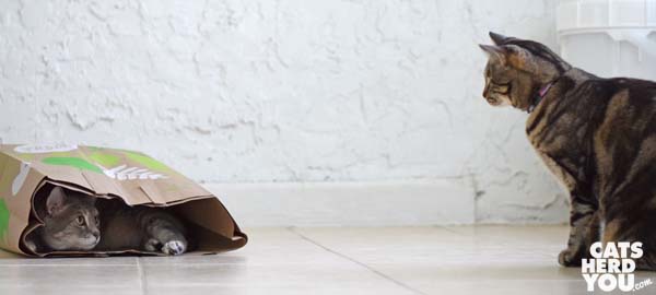 gray tabby cat in paper bag looks out at brown tabby cat