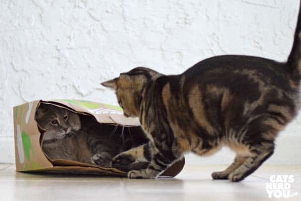 brown tabby cat swats gray tabby cat in paper bag