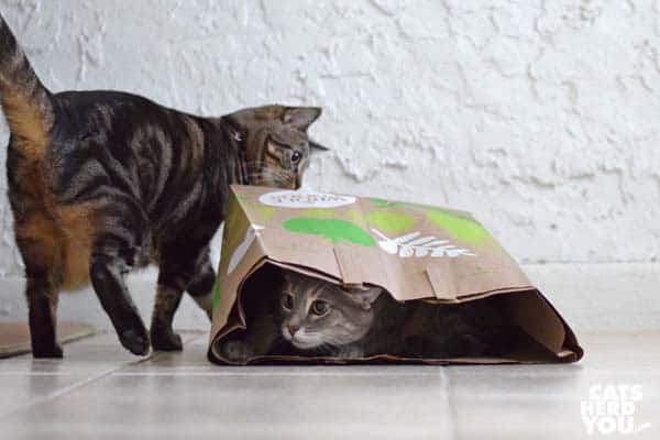 one-eyed brown tabby cat walks behind paper bag full of gray tabby cat