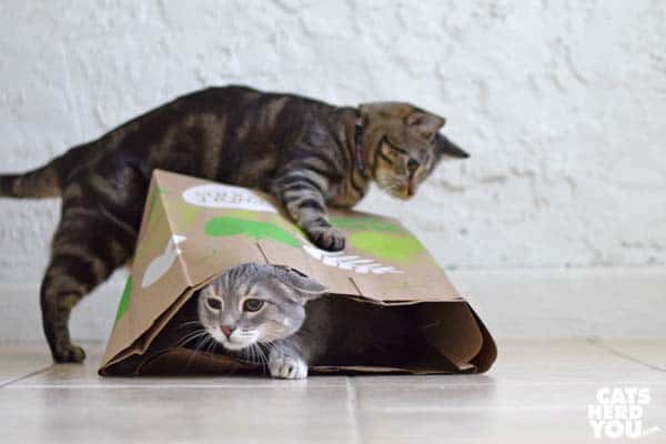 brown tabby cat swats paper bag, making gray tabby cat leave