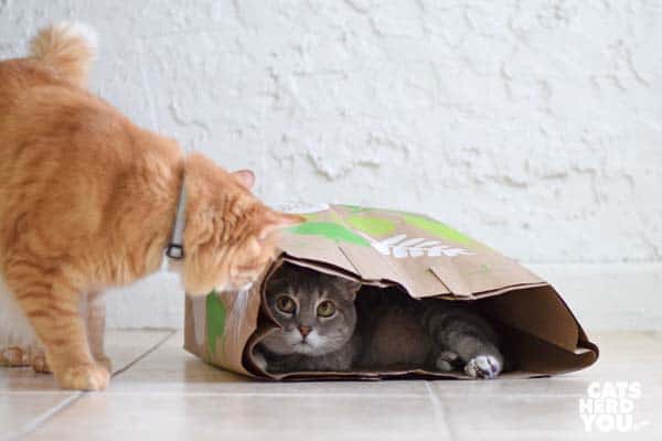 orange tabby cat looks at gray tabby cat in paper bag