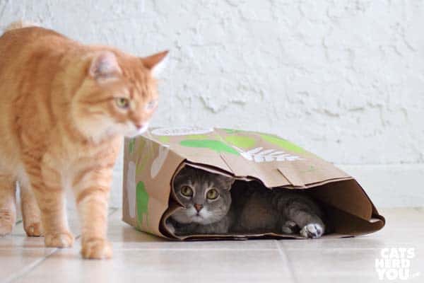 orange tabby cat walks away from gray tabby cat in paper bag