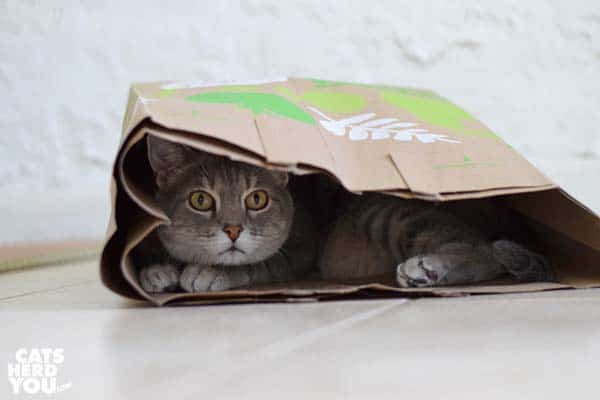 gray tabby cat in paper bag