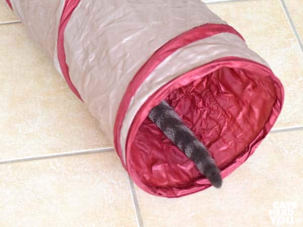 gray tabby cat's tail sticks out of the tunnel