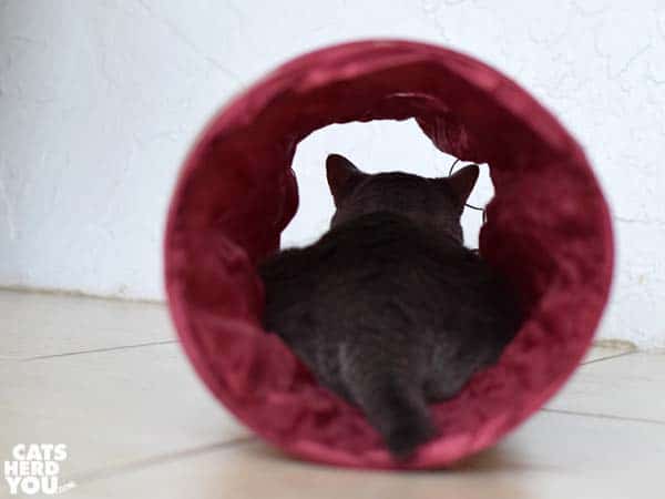 gray tabby cat in tunnel