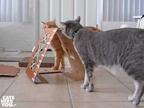 gray tabby cat and orange tabby cat look at partially-assembled barn