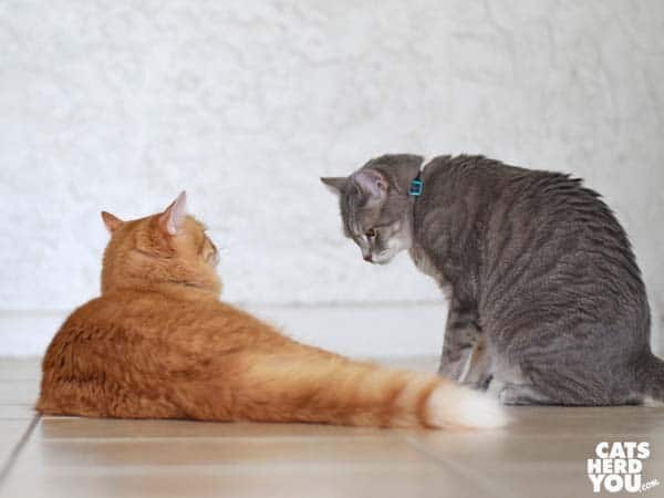 gray tabby cat looks at orange tabby cat