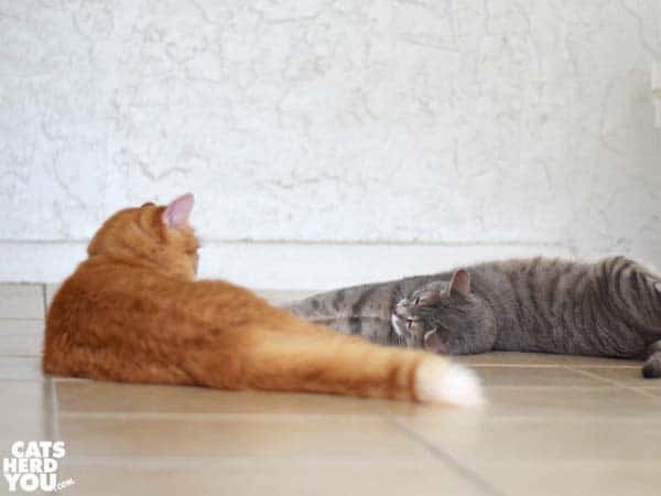 gray tabby cat stretches beside orange tabby cat