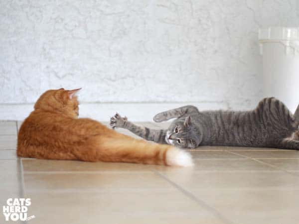gray tabby cat stretches beside orange tabby cat