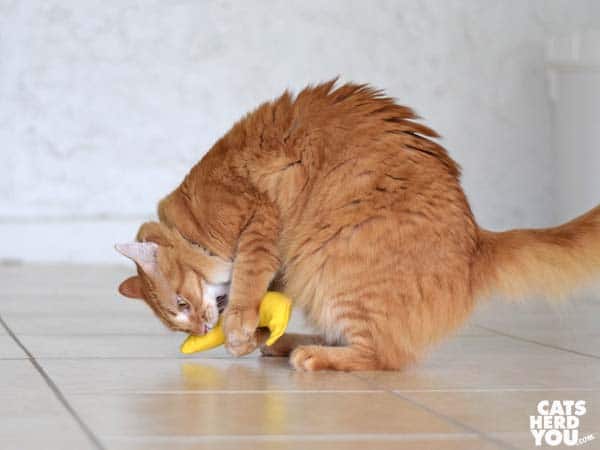 orange tabby cat with catnip banana
