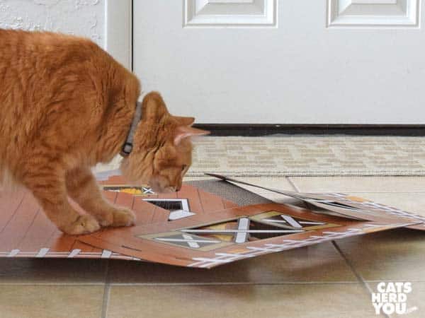 orange tabby cat looks at pieces of barn