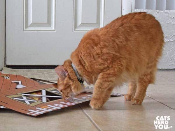 orange tabby cat looks at pieces of barn