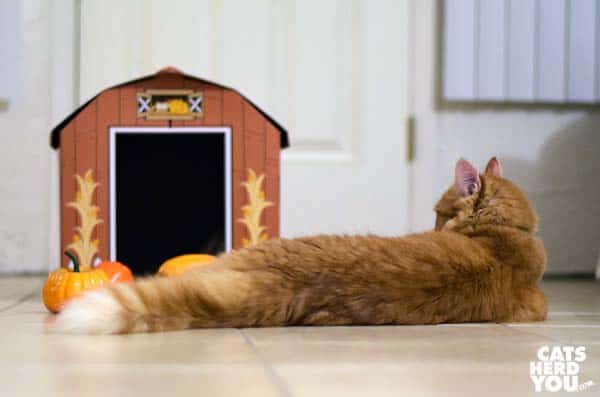 orange tabby cat ignores scattered gourds