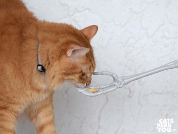 orange tabby cat takes treat from skeleton hand