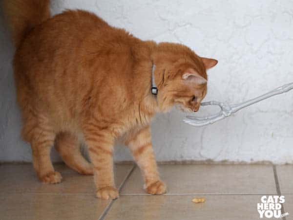 skeleton hand drops orange tabby cat's treat