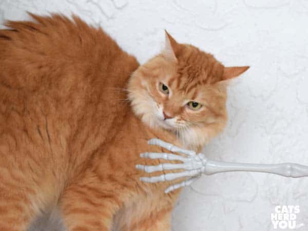 skeleton hand triest to touch orange tabby cat 
