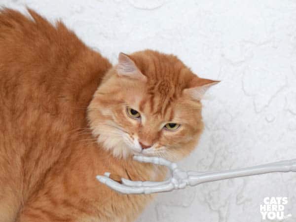 orange tabby cat looks at skeleton hand holding treat